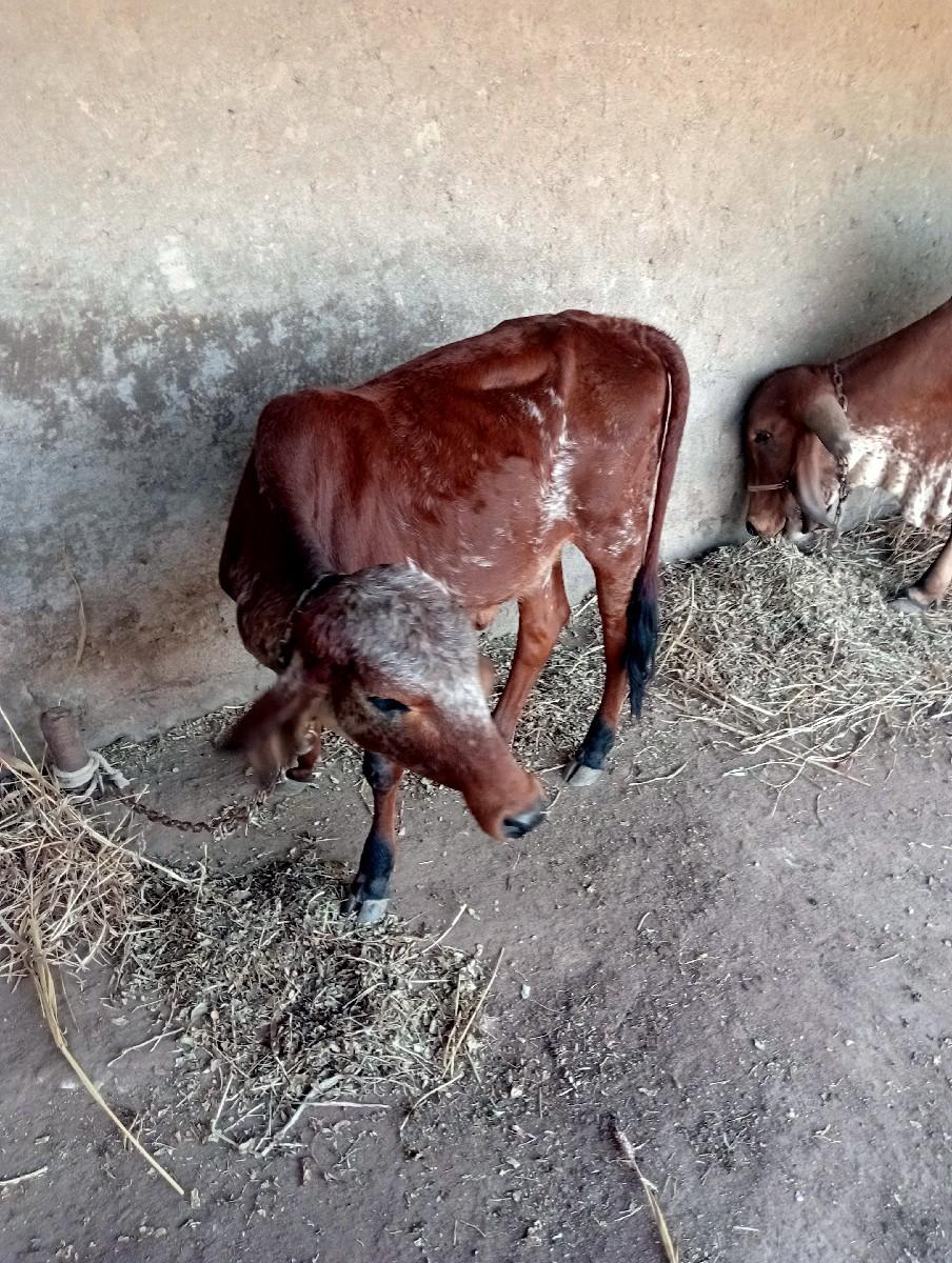 દેસી ગાય અને વાછરડી વેચવાની છે