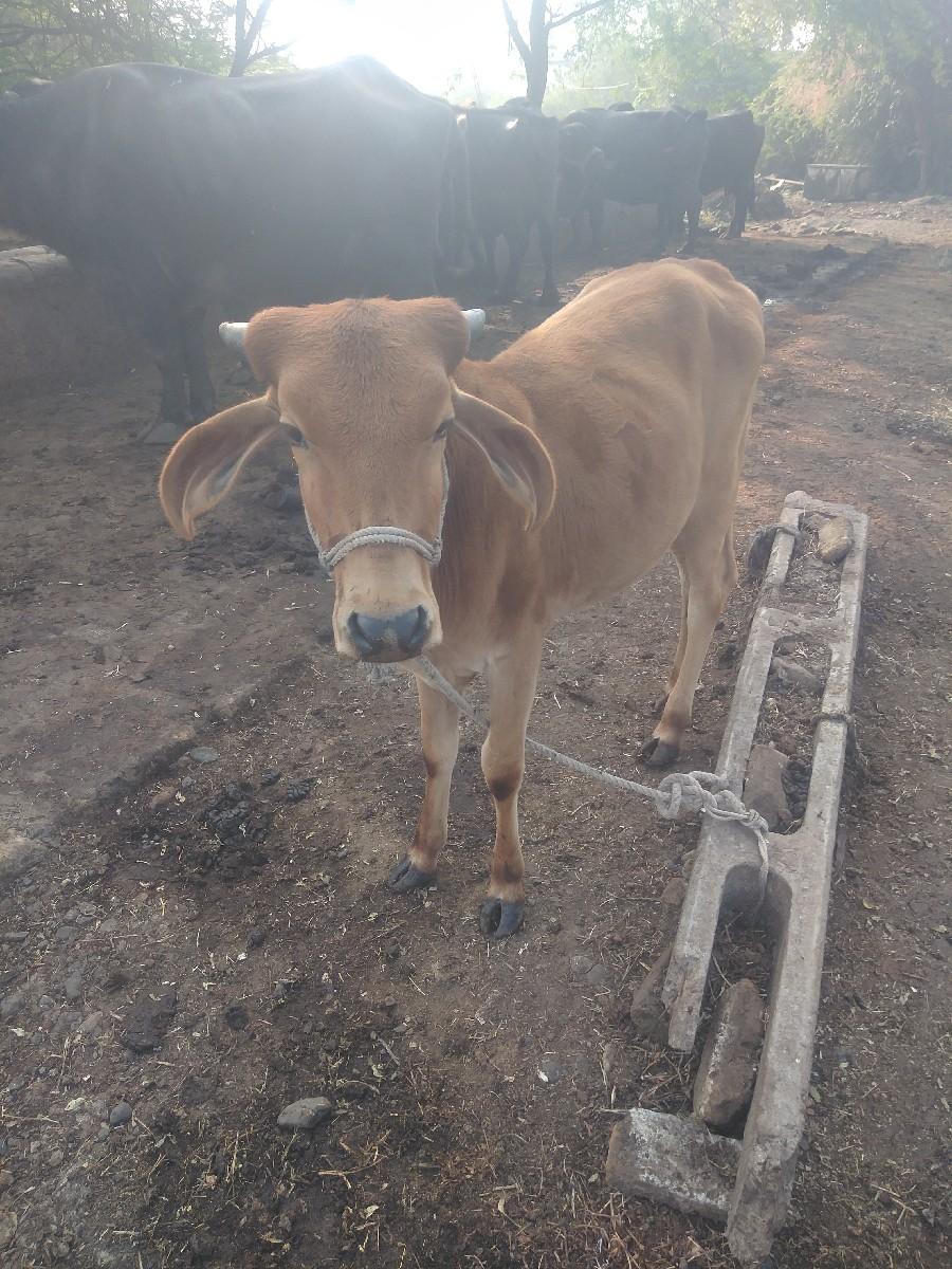 थंबनेल 3