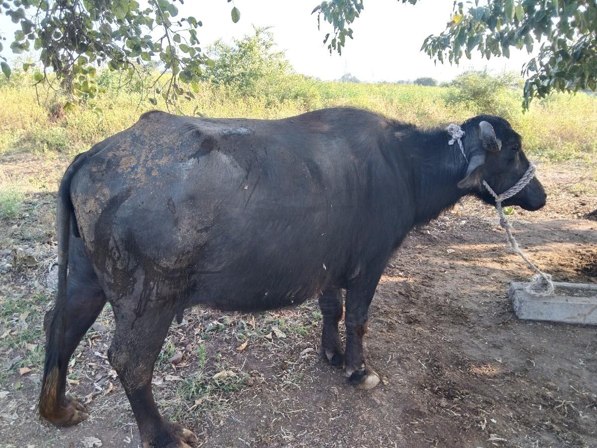 थंबनेल 2