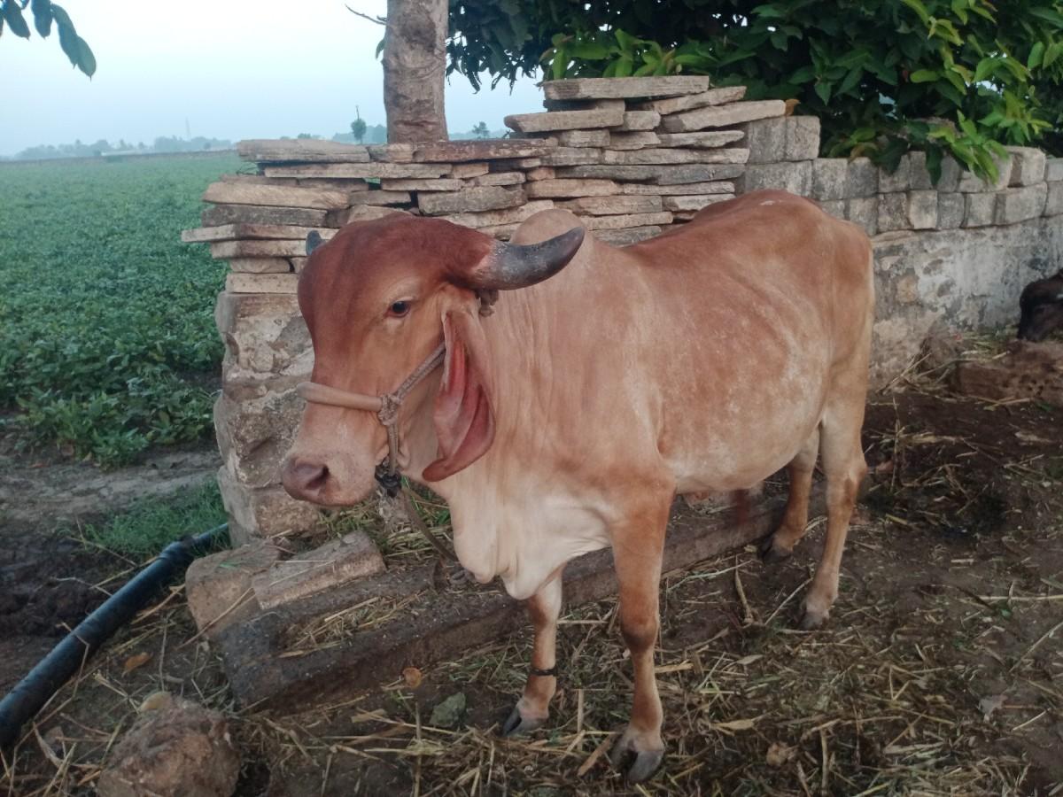 ગાય વૅસવાનીસૅ