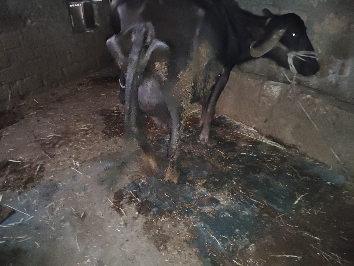 थंबनेल 2