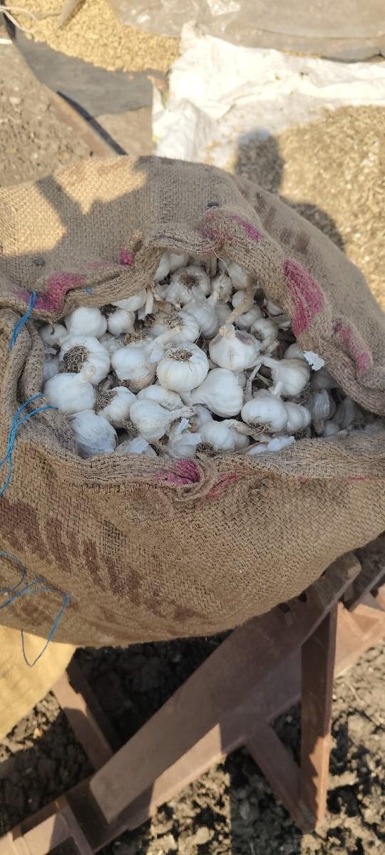 લસણ વેચવાનું છે સારી કોલેટી માં