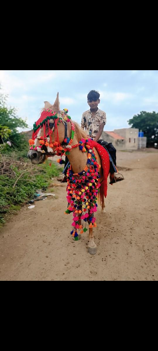 ઘોડીવેચવાની છે