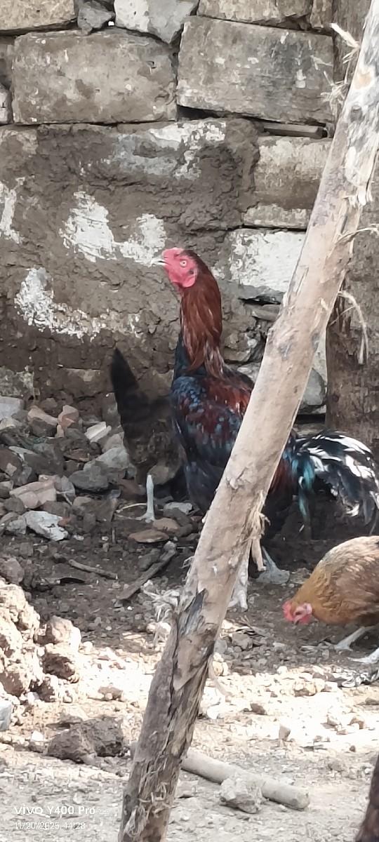 થંબનેલ 3