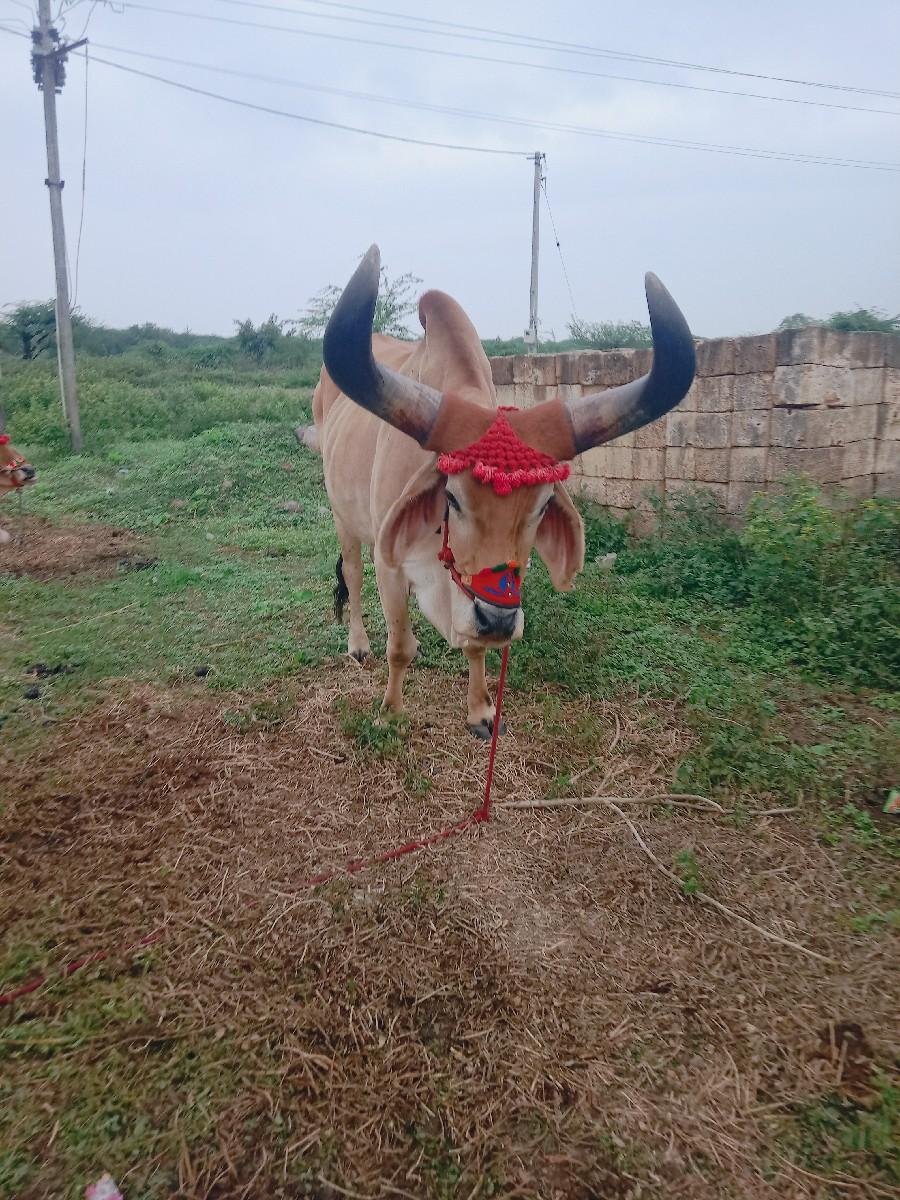 થંબનેલ 2