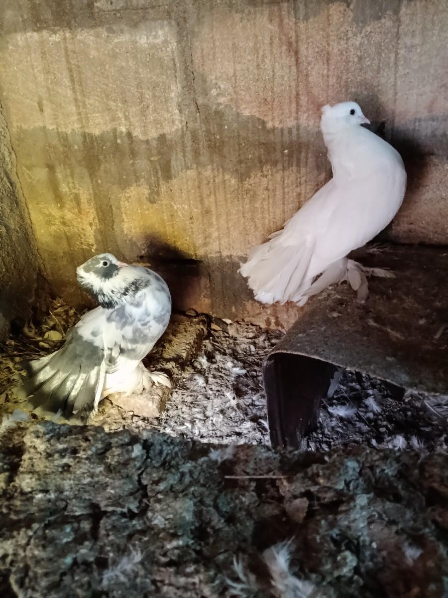 કબૂતર વેચવાનું છે