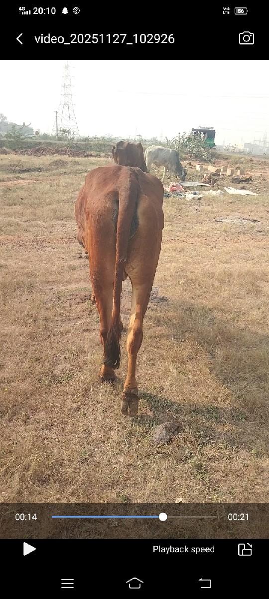 થંબનેલ 3