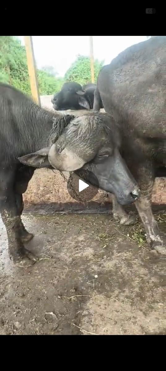 થંબનેલ 3