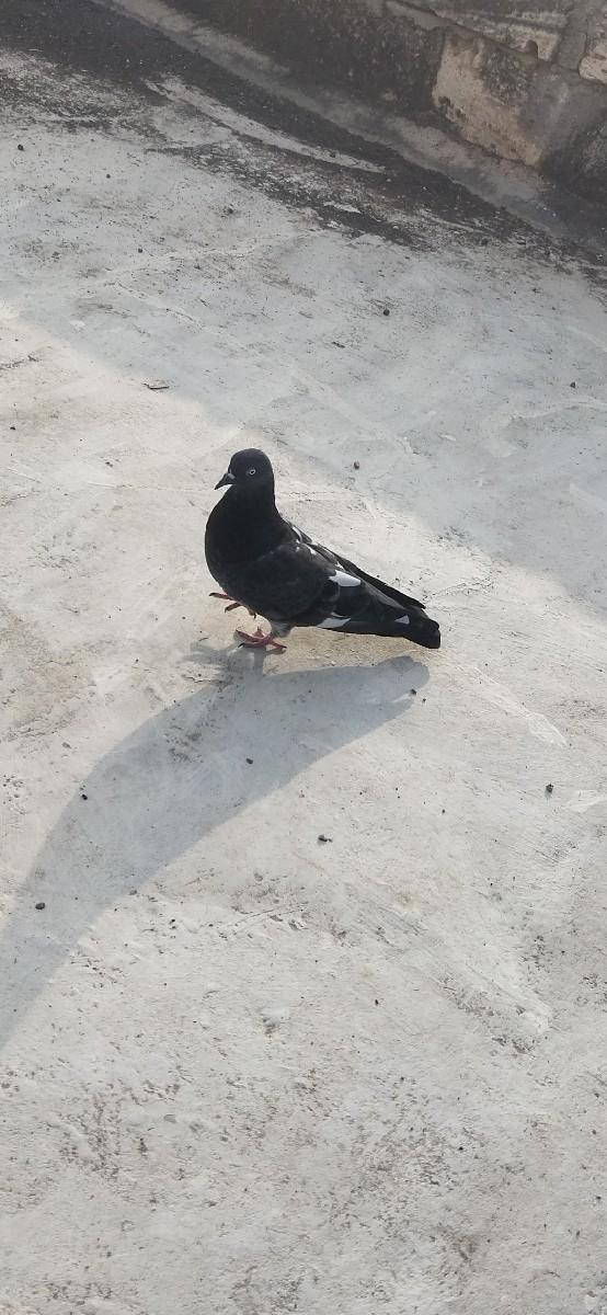 थंबनेल 3