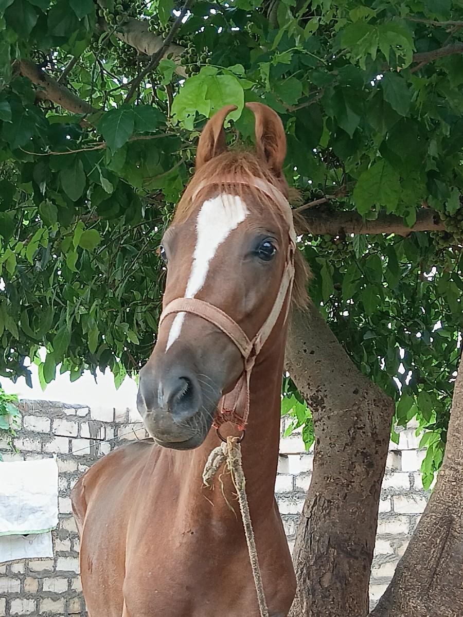 થંબનેલ 2