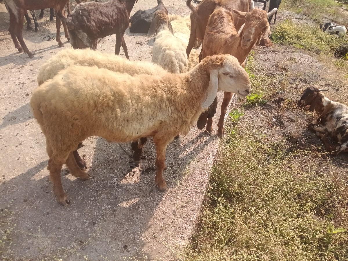 ડેપો છે 2વરસનો