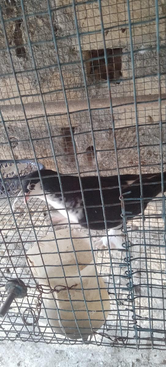 સીરાજી કબુતર વેચવાના છે