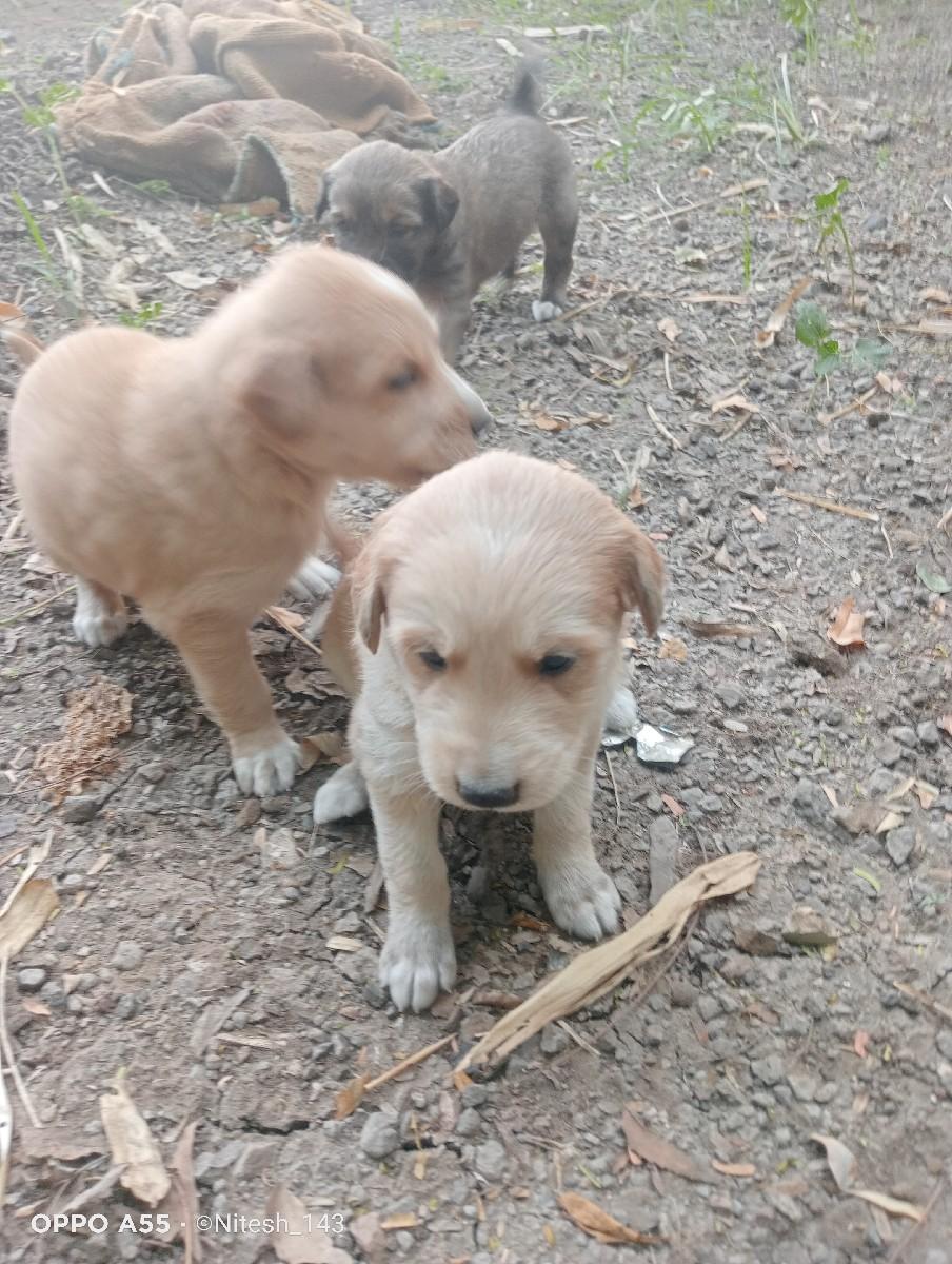 ગલૂડાં (કૂતરો)(કુતરી) બંને