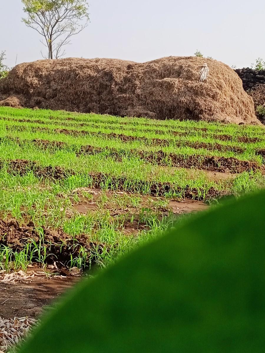 ભૂકો (પાલો) વેચવાનો છે