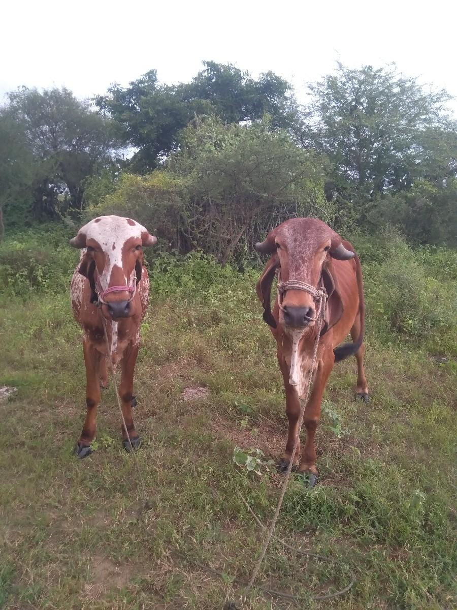 ગોઢલા વેચવાના છે