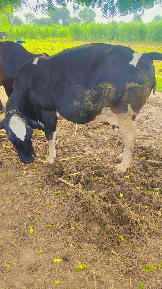 थंबनेल 2