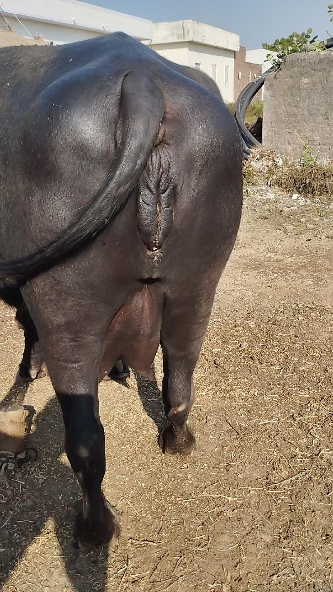 ભેંસ વેચવા ની છે