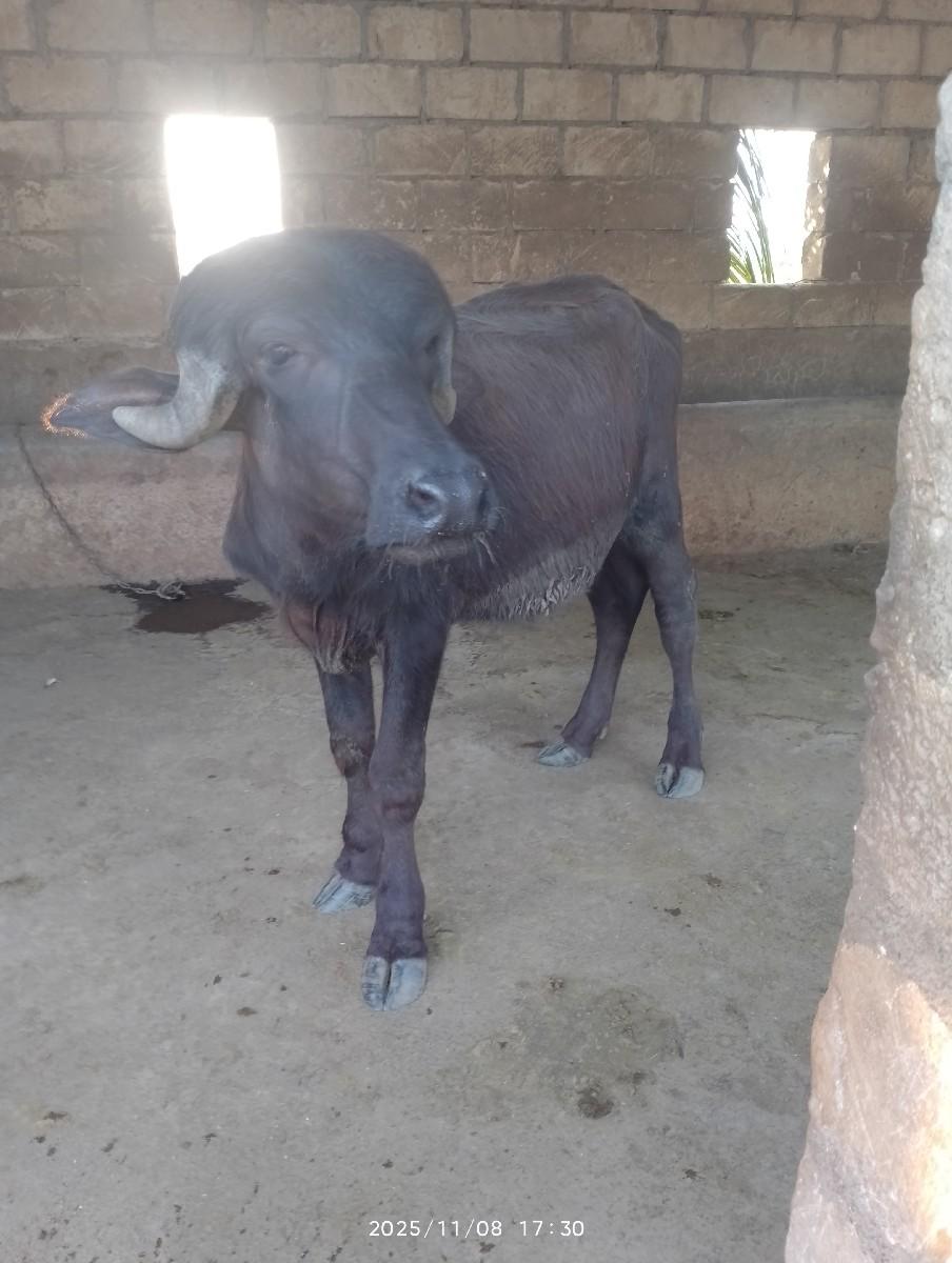 थंबनेल 2