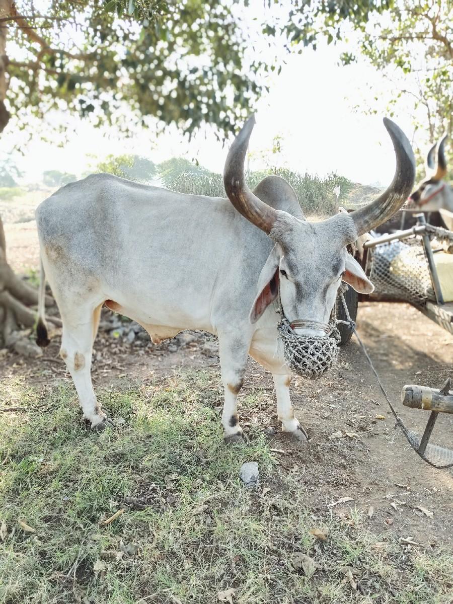 थंबनेल 2