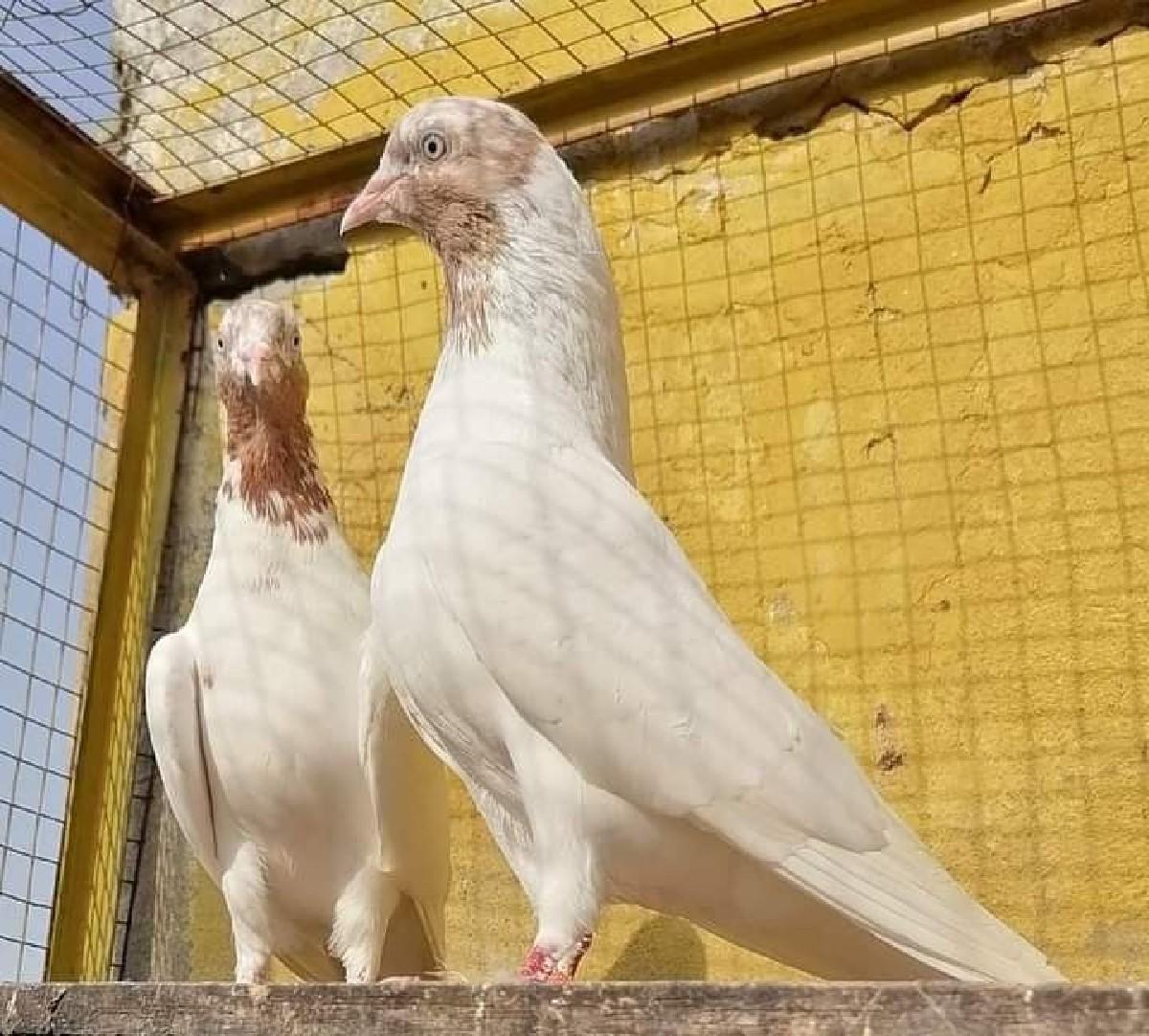 थंबनेल 2