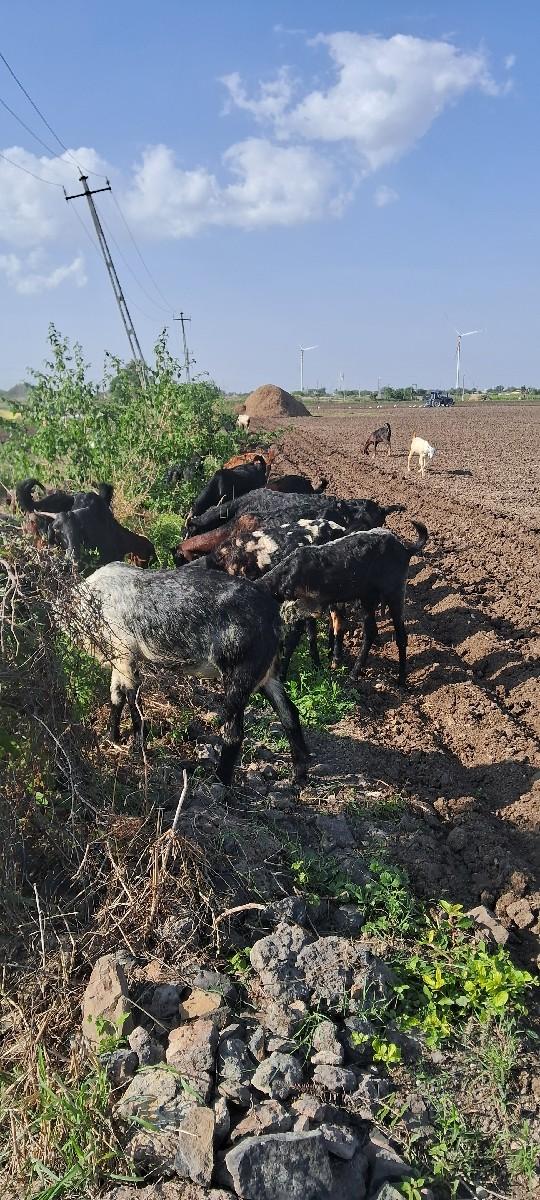 બકરા વેચવાના છે