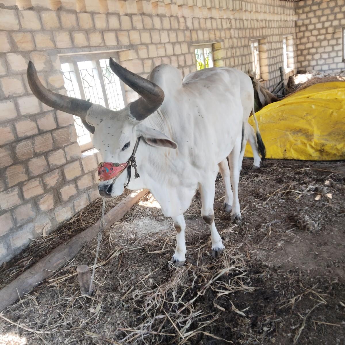 થંબનેલ 2