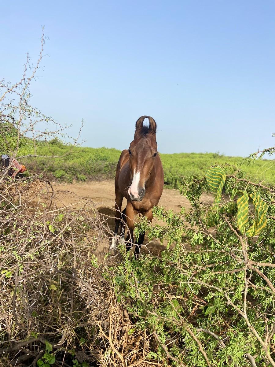 3 Varsha.  4 mahinani sabhar