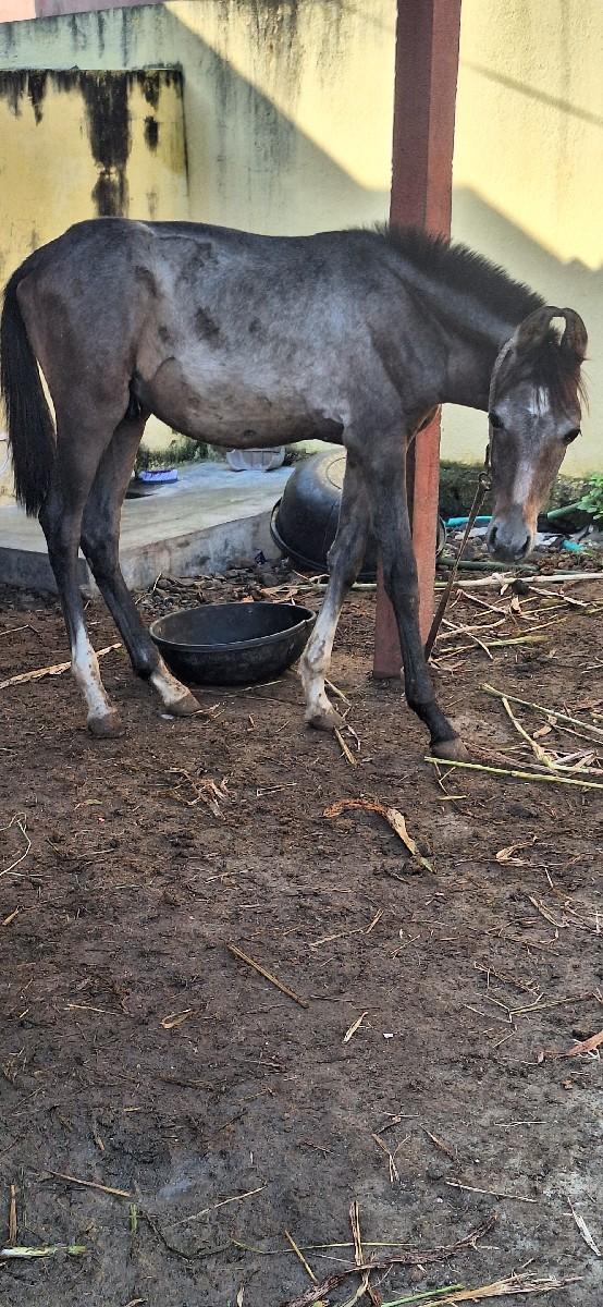 vachero vechvanu che