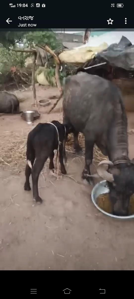 ભેંસ વેચવાની છે