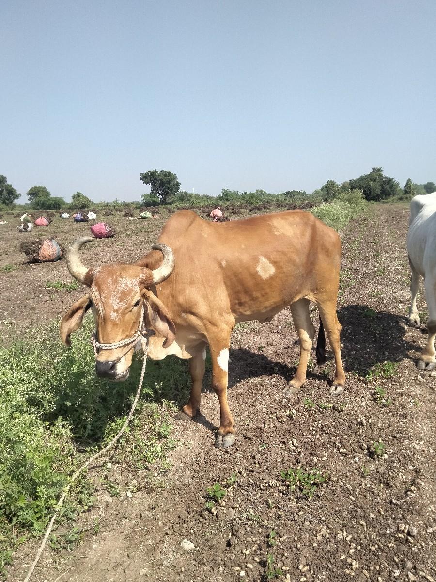 થંબનેલ 2