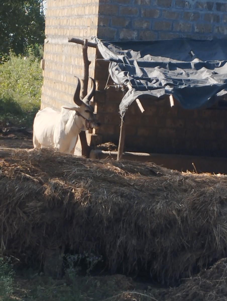 આવો લેવો