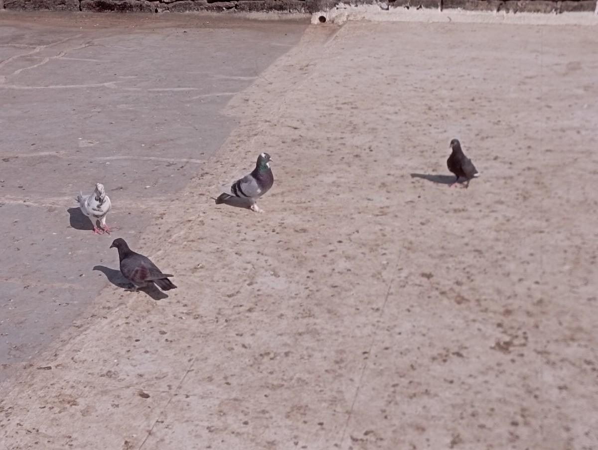 થંબનેલ 2