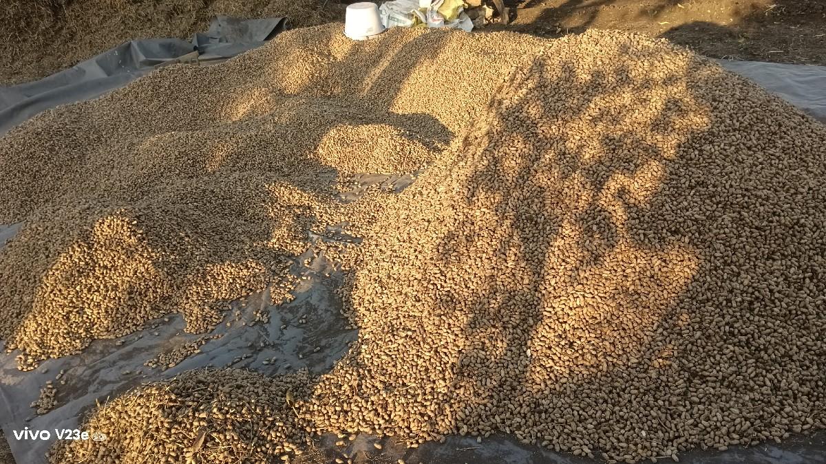 ગિરનાર -૪ ઓરિજનલ માંડવી વેચવાની