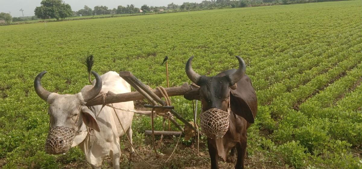 બળદ વેચવાના છે