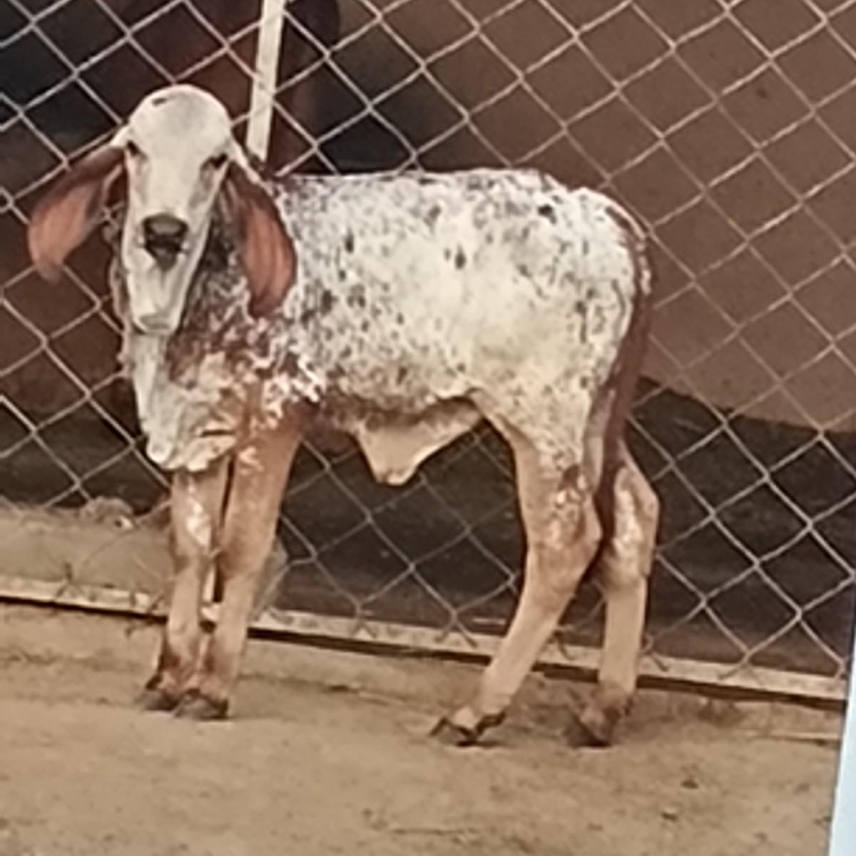 કેસર કેરી નો બગીચો વેચવ છે