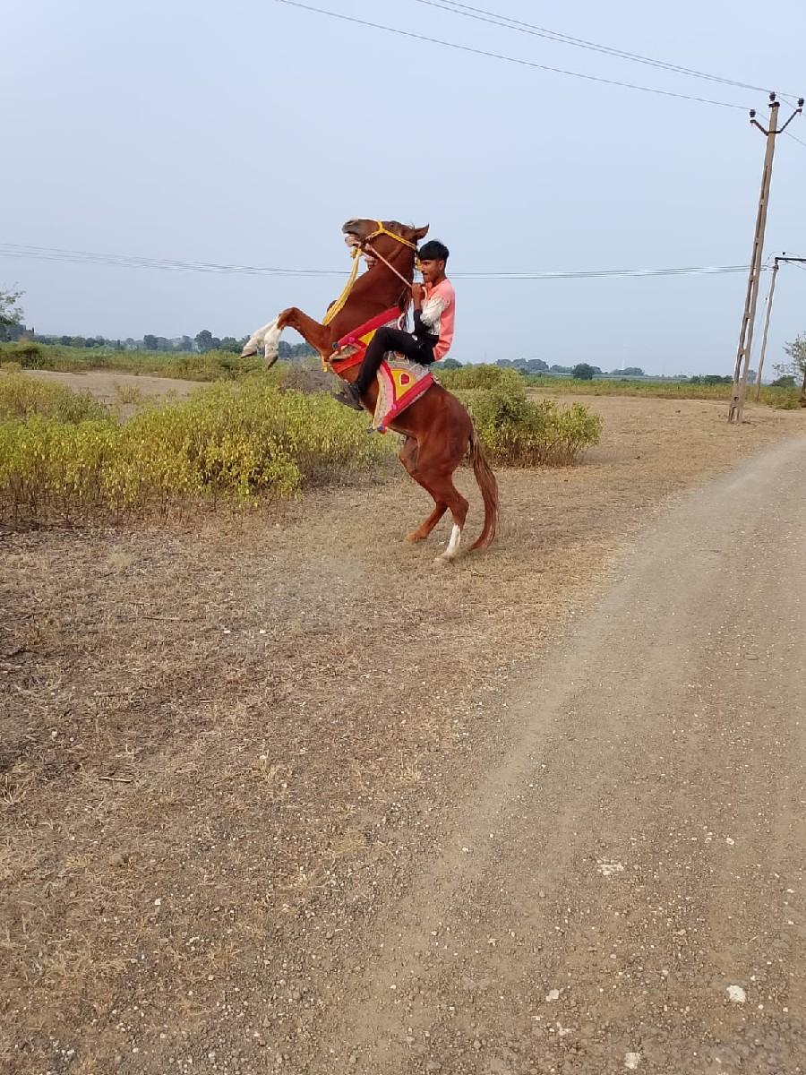 થંબનેલ 2