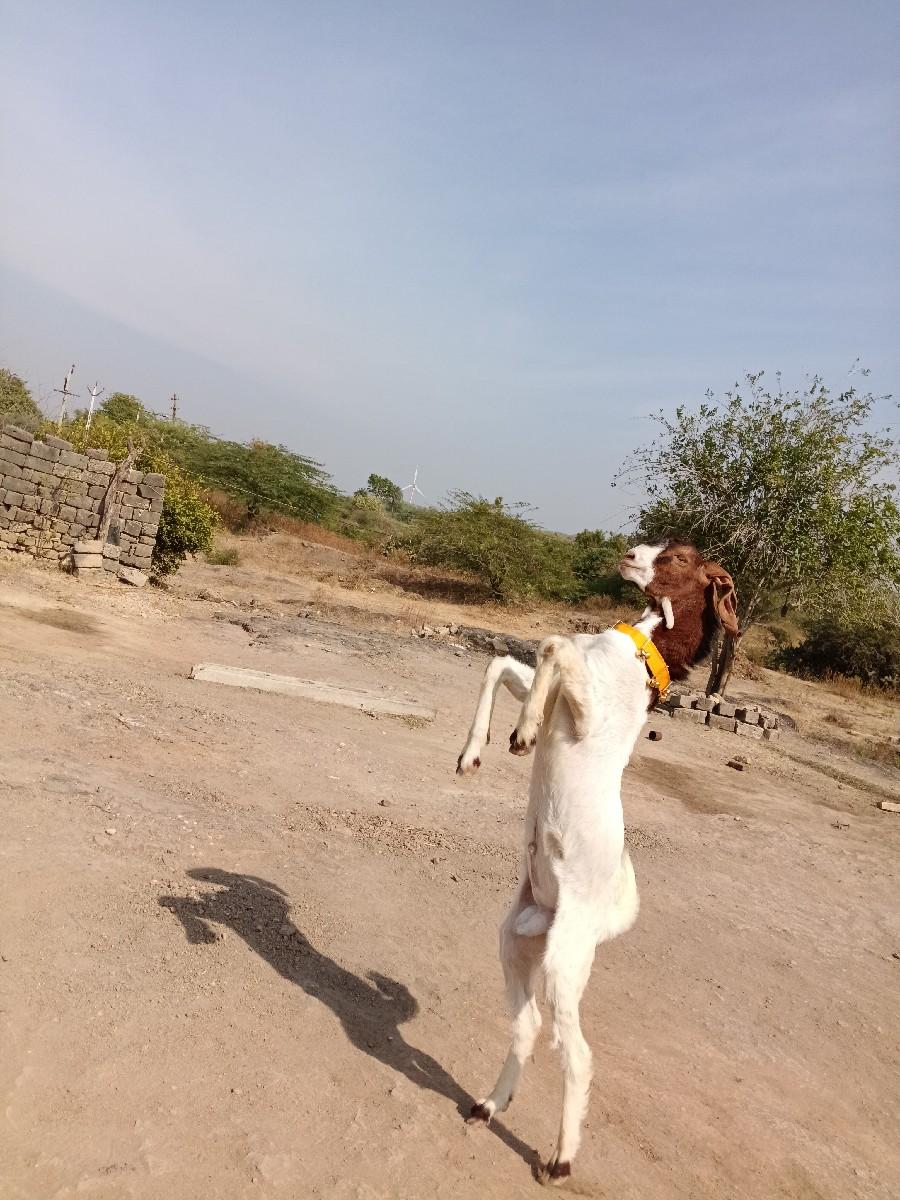 બકરો વેચવાનો છે