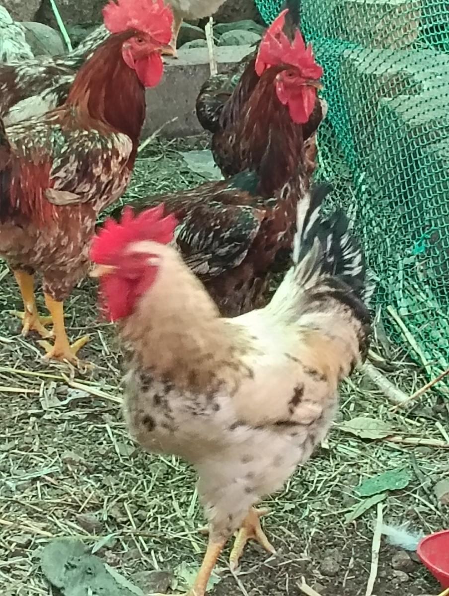 દેસી મુરગા વેચવાના છે