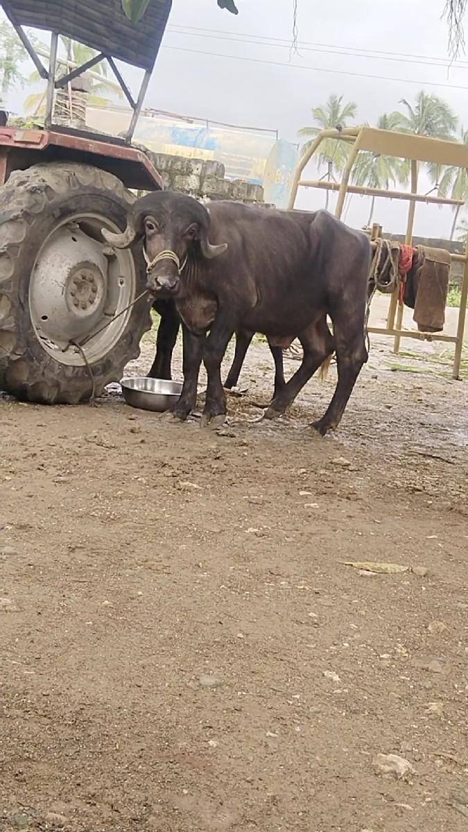 વેચવા નો છે