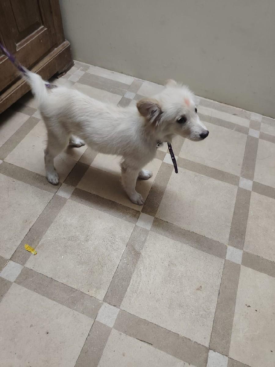 Pomeranian dog વેચવાનું છે