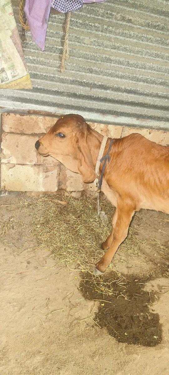 જાણ્યું ખાતર