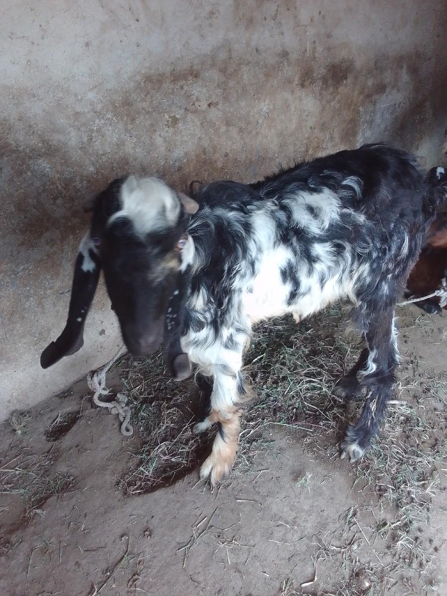 થંબનેલ 2