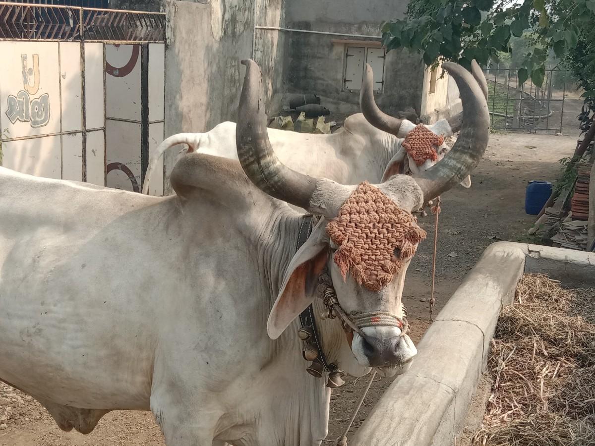 આ બળદ વેશવાનાસે
