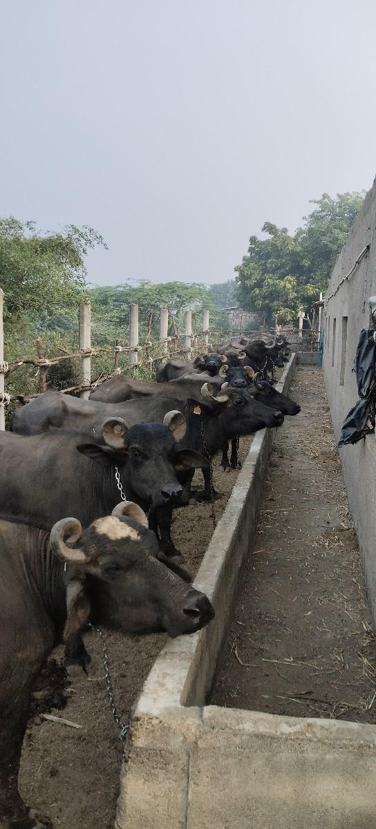 થંબનેલ 3