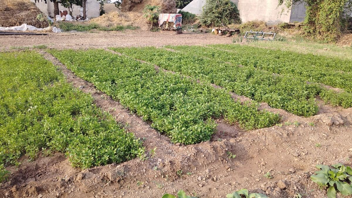 થંબનેલ 3