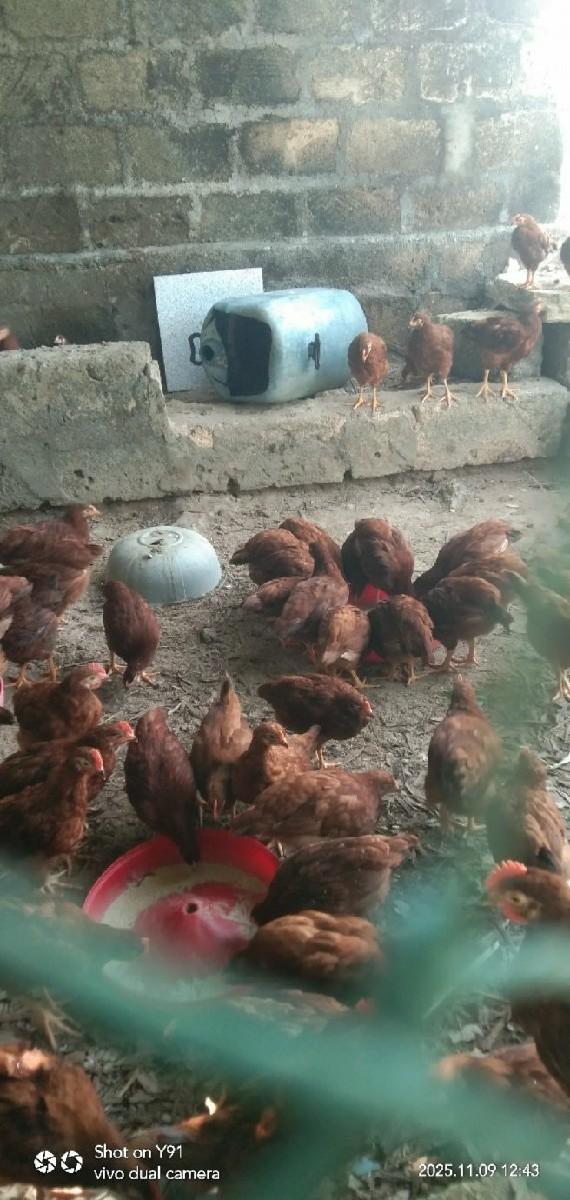 Desi murga 4 machina na