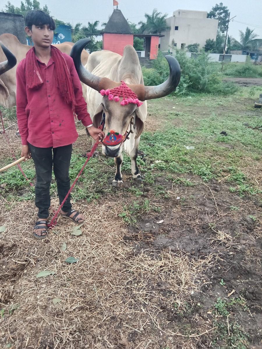 બળદ વેચવાના છે