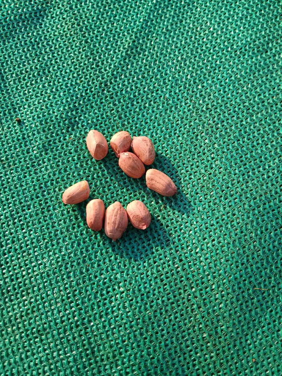 જી,20,માંડવી,કોરીકાઢેલી,