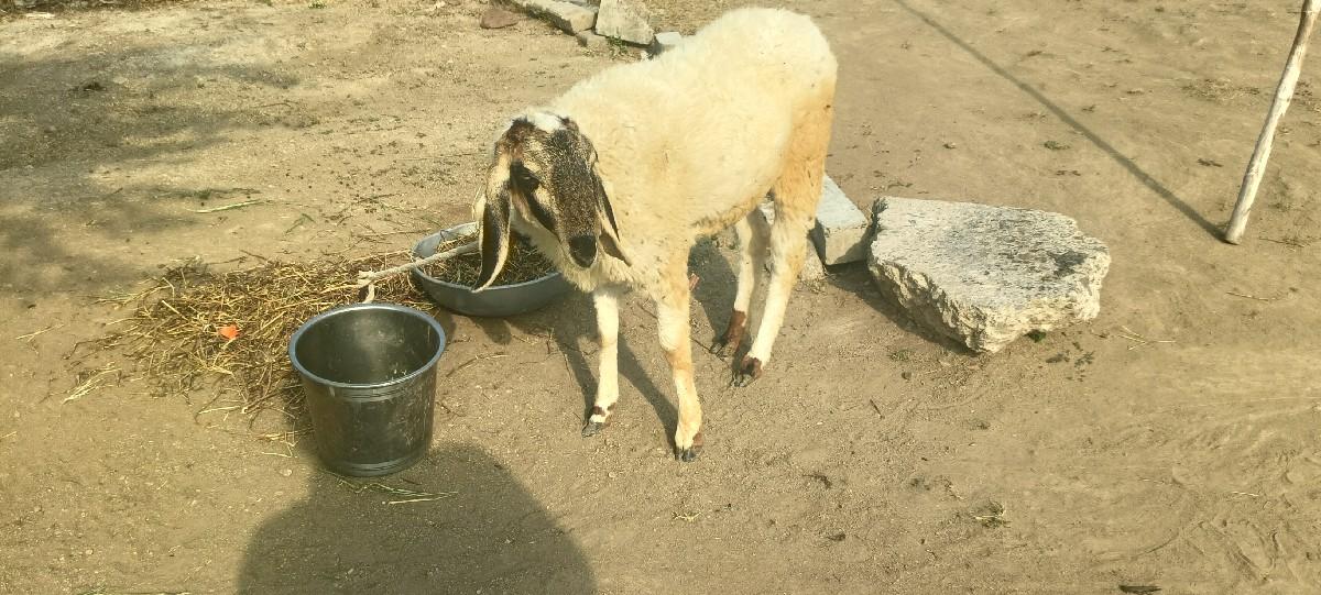 ઘેટી વેચવાની છે