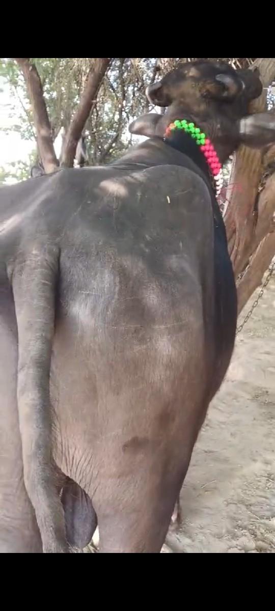 થંબનેલ 2